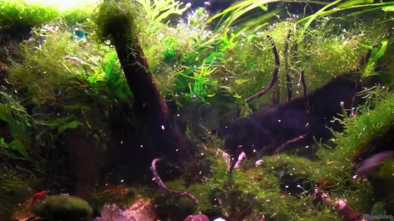 Beckenmitte (09.03.09) von Dominik (4)