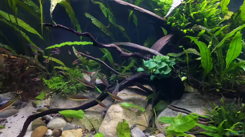 Beckenmitte 09.08.2020 von ~Marco~ (31)