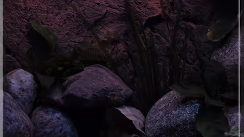 Beckenmitte (1) von ***ELLIS*** (14)