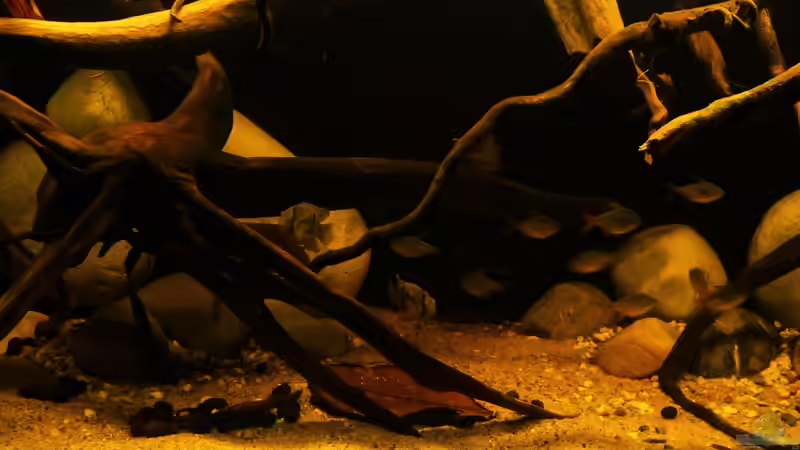 Beckenmitte 13.08.16 von ~Marco~ (8)