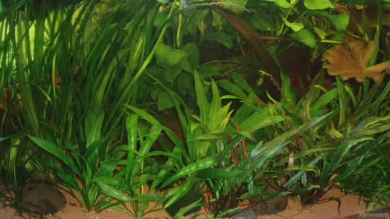 Beckenmitte 20.12.09 von ~Marco~ (4)