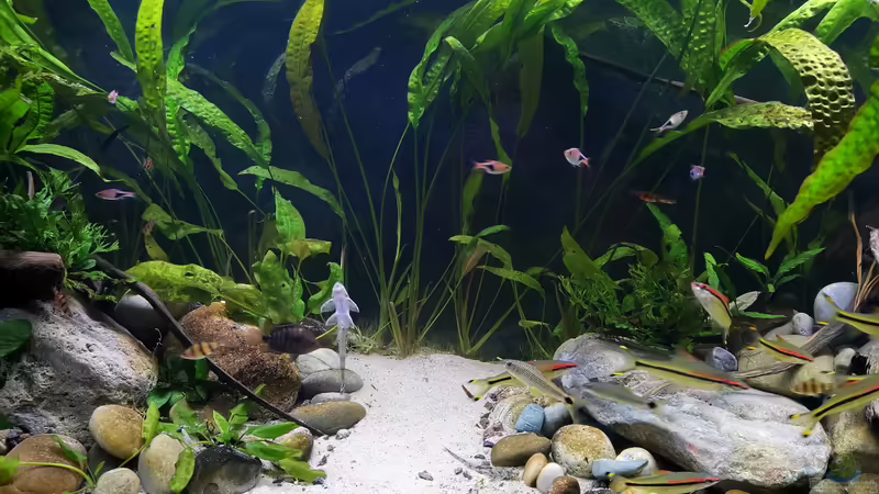 Beckenmitte 22.08.2020 von ~Marco~ (29)