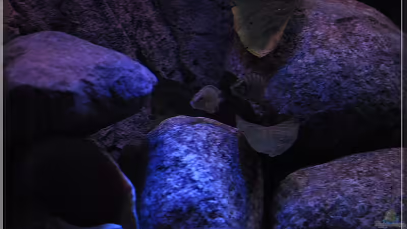 Beckenmitte (3) - ??bergang zur Nacht... von ***ELLIS*** (16)