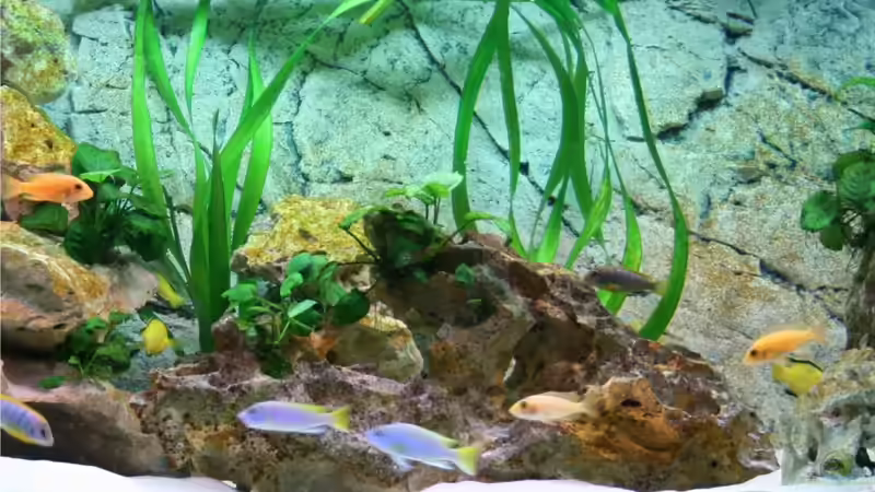 Beckenmitte Frontansicht von M3z (2)