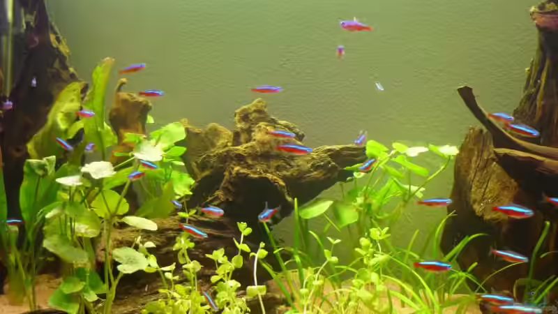 Beckenmitte mit Bacopas, Sagittaria und Hydrocotyle, 3 Wochen von Robert Liebel (4)