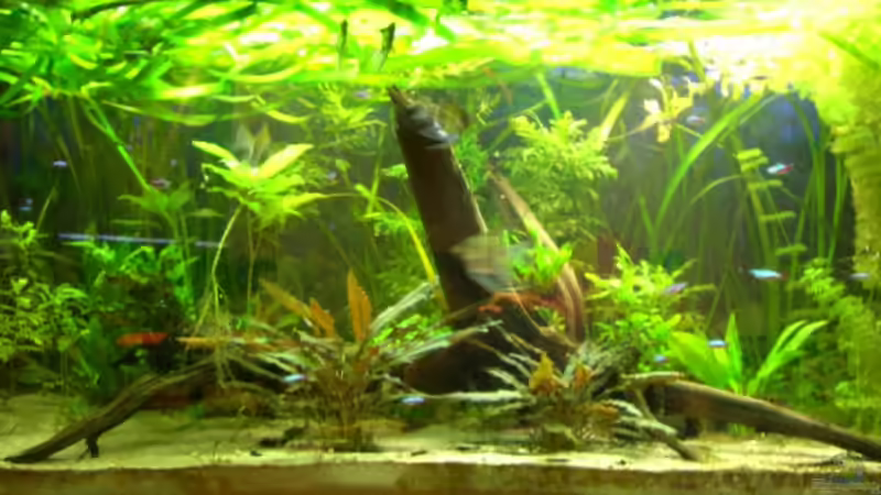 Beckenmitte mit Morkienholzwurzel von Dennis Röthemeier (2)