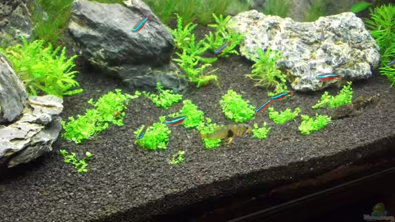 Beckenmitte mit Pogostemon helferi zwischen den Steinen. Im Vordergrund Glossostigma von Romer (14)