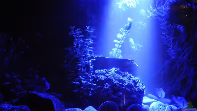 Beckenmitte um Mitternacht - 5 W Mondlicht sind auch für dieses Volumen schon ausreichend von Peter Vlasaty (35)