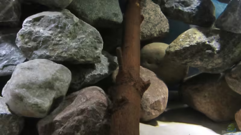 Beckenmitte und Holz von Raid_0 (12)