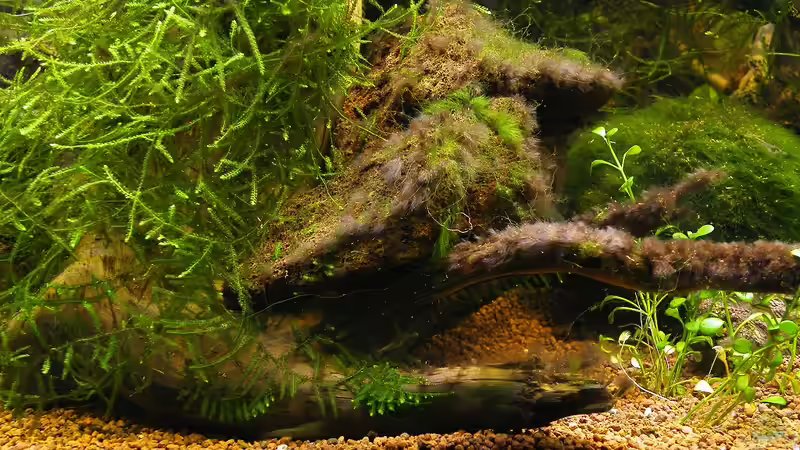 Beckenmitte/Unten - 01.08.2011 von bergfrau (46)