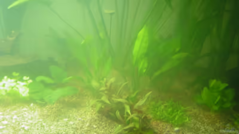 Beckenmitte von Bulldog1112 (5)