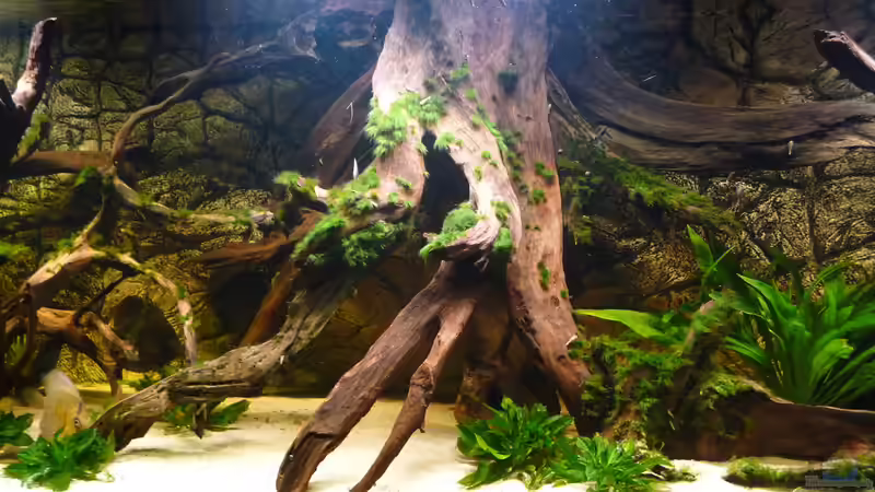 Beckenmitte von carkl (15)