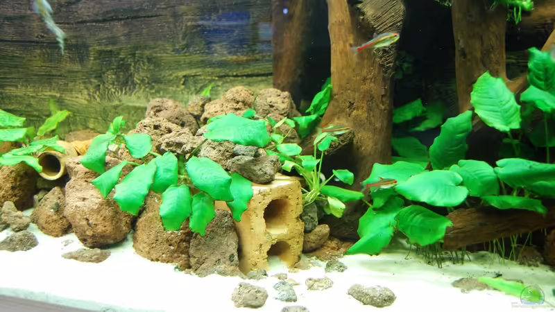 Beckenmitte von derFalk (19)