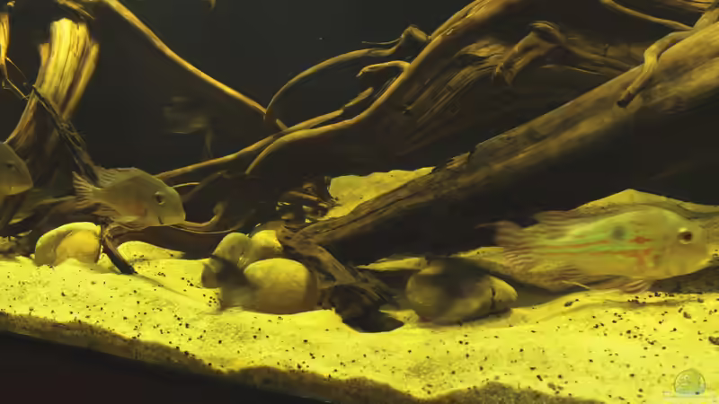 Beckenmitte von die Perle... (11)