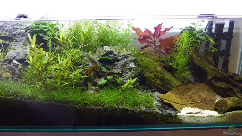 Beckenmitte von Dreadnought (4)