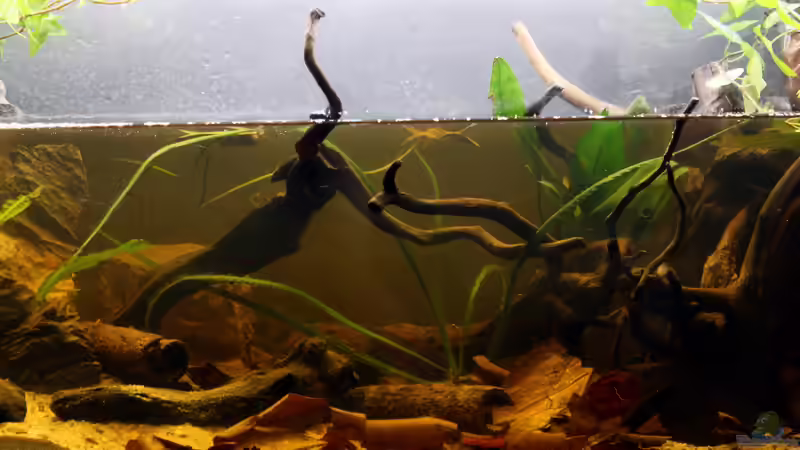 Beckenmitte von Falk (5)