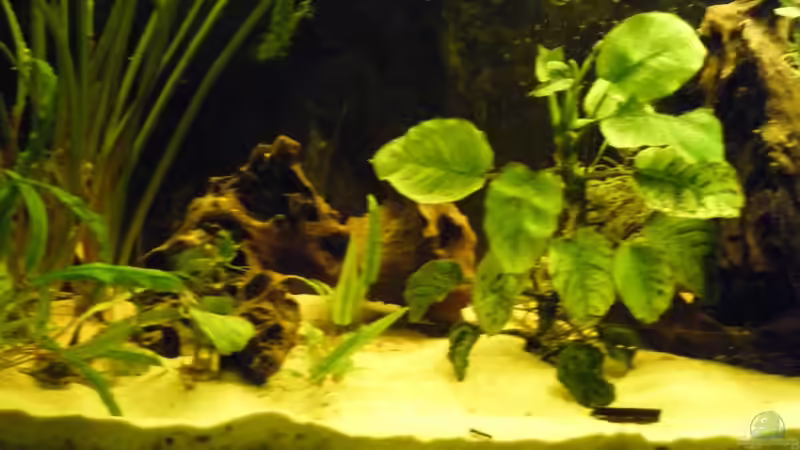 Beckenmitte von Monika Thiele (3)