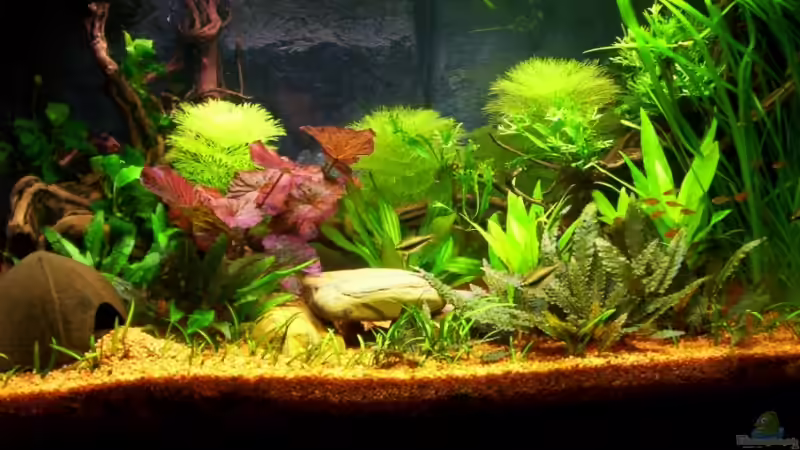 Beckenmitte von Ralf Franke (4)