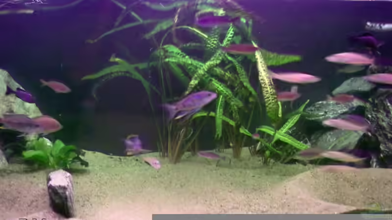 Beckenmitte von Roger Mayer (4)