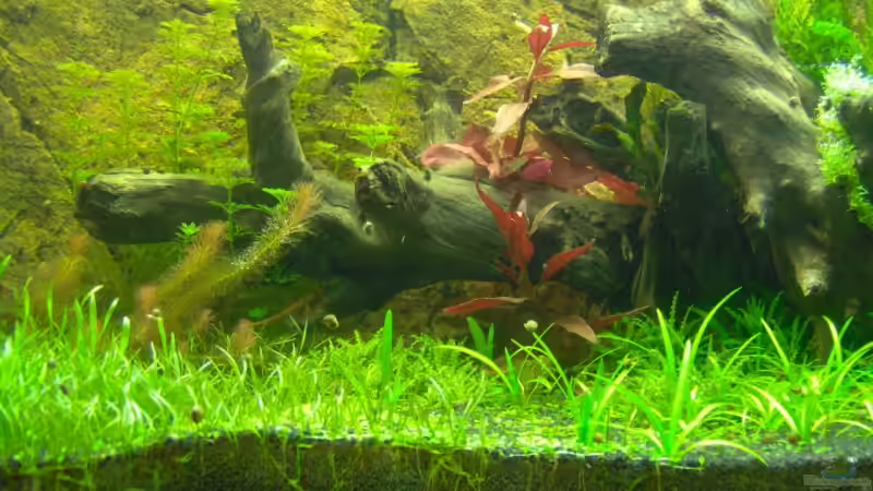 Beckenmitte von Stefan Reinl (15)