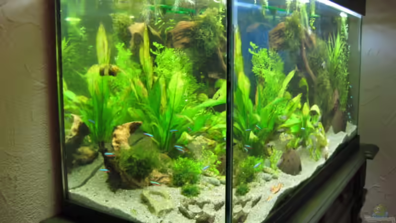 Beckenperspektive von links von Ralf Braun (3)