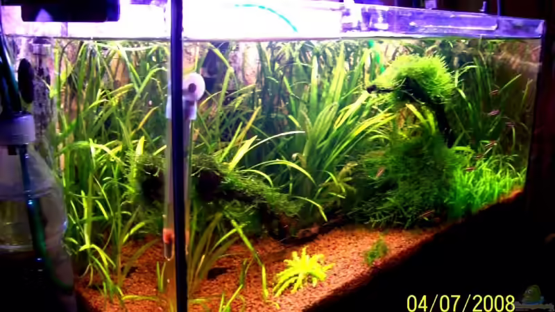 Beckenseite 1/2 links 04.07.08 von Thomas Schmidt (10)