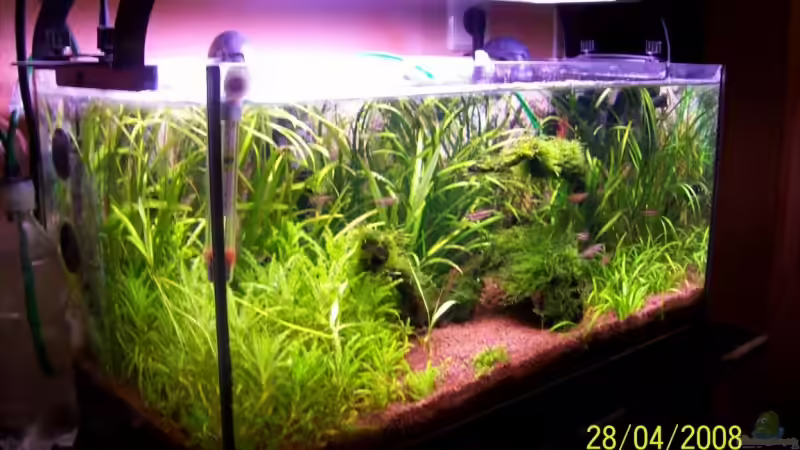 Beckenseite 1/2 links 28.04.08 von Thomas Schmidt (8)