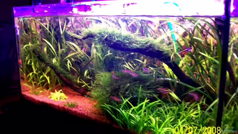 Beckenseite 1/2 rechts 04.07.08 von Thomas Schmidt (11)