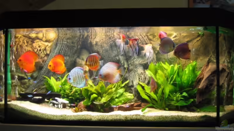 Beckenstand- 17.06.2007 von Friedrich Straßl (1)