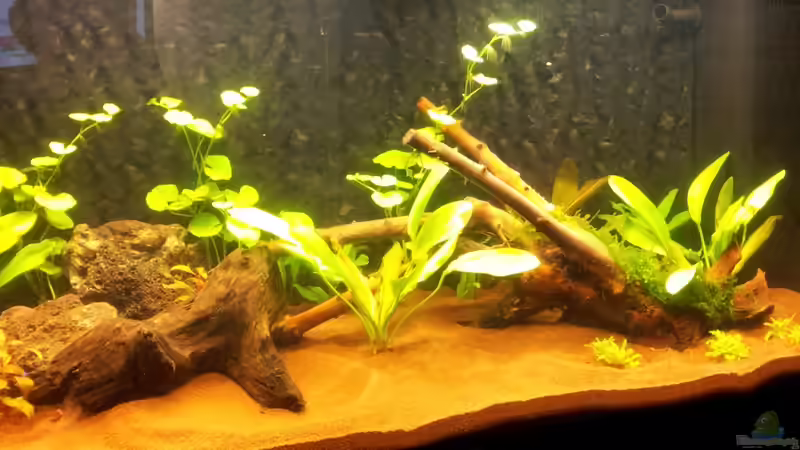 Beckenstart - Februar/März 2012 von SleazeRocker (5)