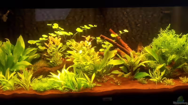 Beckenstart - Februar/März 2012 von SleazeRocker (6)