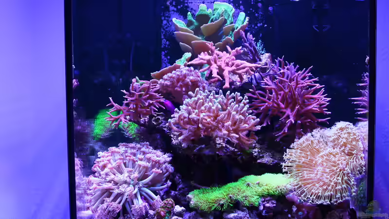 Beckenübersicht nach einem Jahr von Nano Jojo (8)