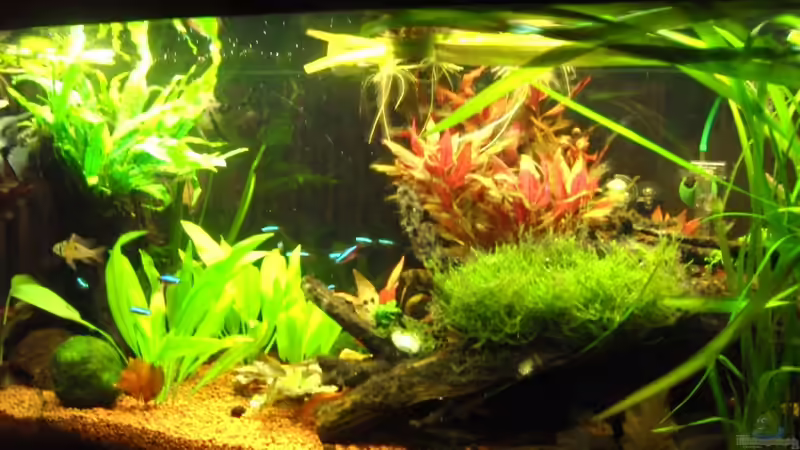 Beckenvorderseite Mitte - 07.02.10 von Opodeldok (9)