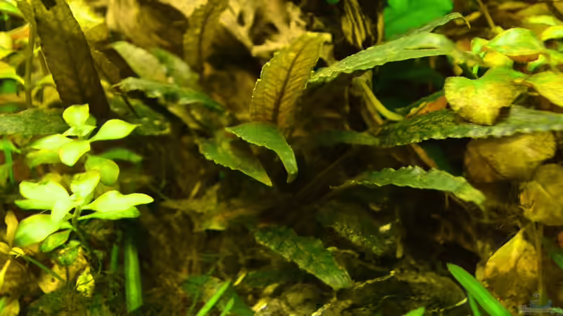 Beckett_s Wasserkelch von Daniela (11)