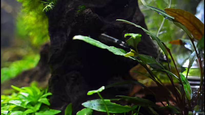 Beckettii ´petchii´ von Tuduhi (10)