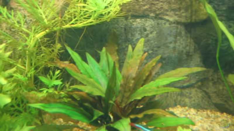 Becketts Wassrkelch von Ron Schäpe (11)