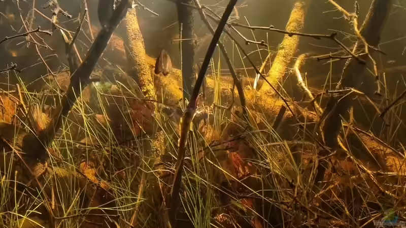 Beckfordi beim Balzen von Rainooo (53)