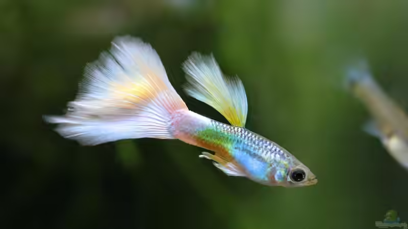 Bedeutung der Selektion in der Zierfischzucht