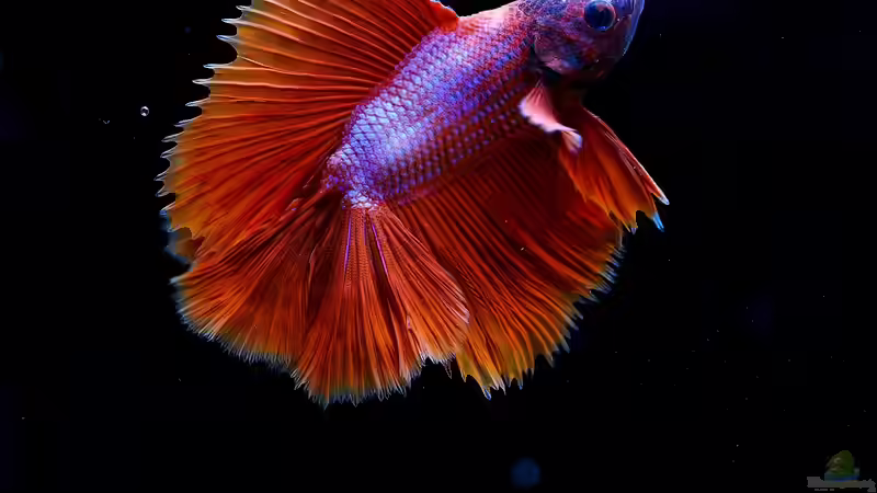 Bedeutung der Selektion in der Zierfischzucht