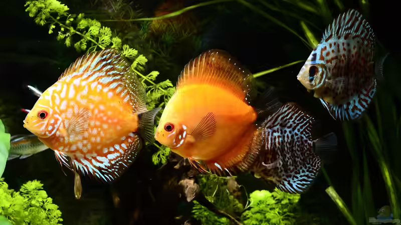 Bedeutung der Selektion in der Zierfischzucht