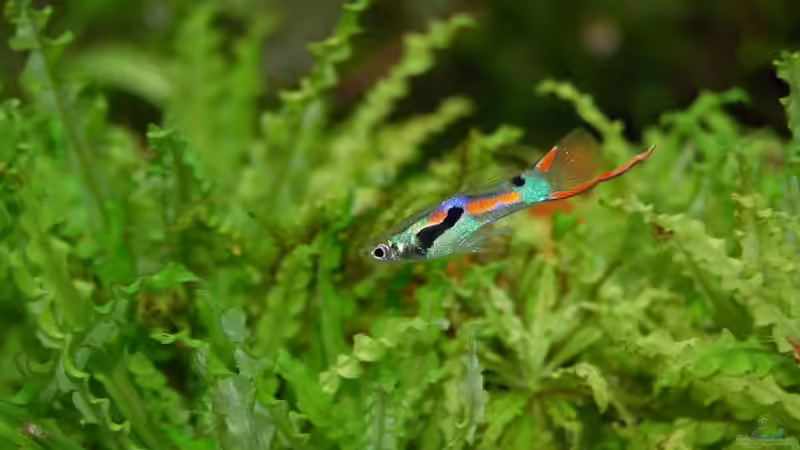 Bedeutung der Selektion in der Zierfischzucht