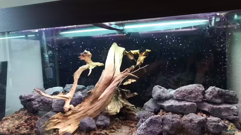 Bedeutung des goldenen Schnitts bei der Aquariumgestaltung