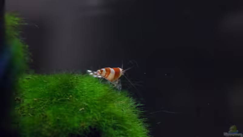 Bee von GoreSlayer (34)