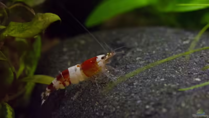 Bee von GoreSlayer (36)