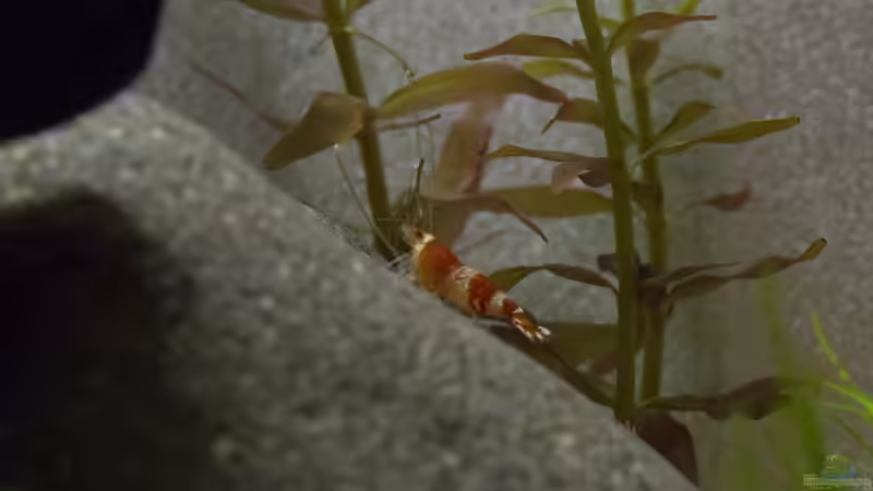 Bee von GoreSlayer (38)