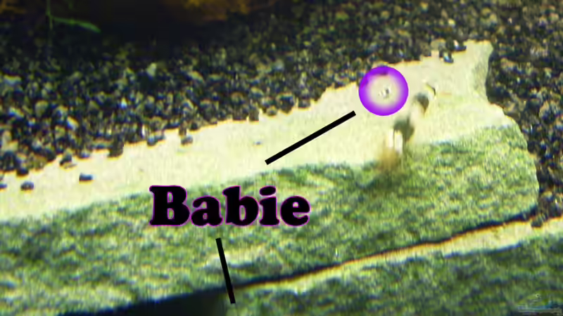 BeeBabie von Socke (6)