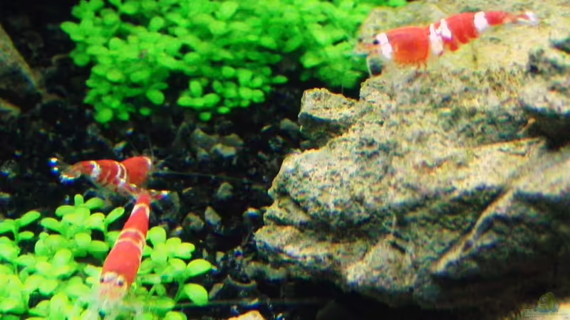 bees von Microsash (13)