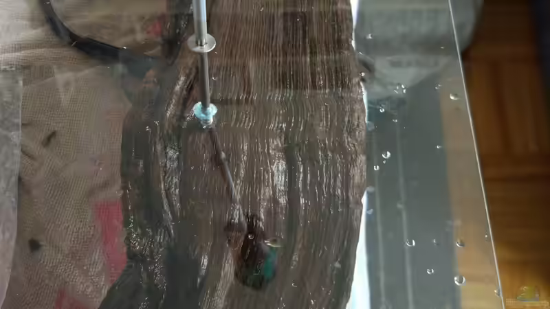 Befestigung damit auch nichts mehr aufschwimmt... von Tiburón (39)