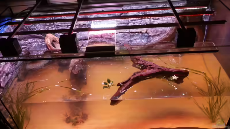 Befüllung des Beckens von Copplepot Lord (2)