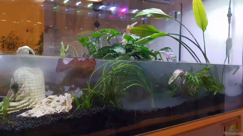 Befüllung nach Unterschrank Tausch von Manuela&Mike (18)